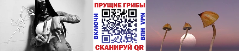 Псилоцибиновые грибы Psilocybe Лакинск